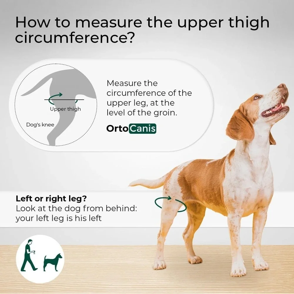 Large Size Dog Knee Brace for Right Hind Leg – Ortocanis ACL Support‎